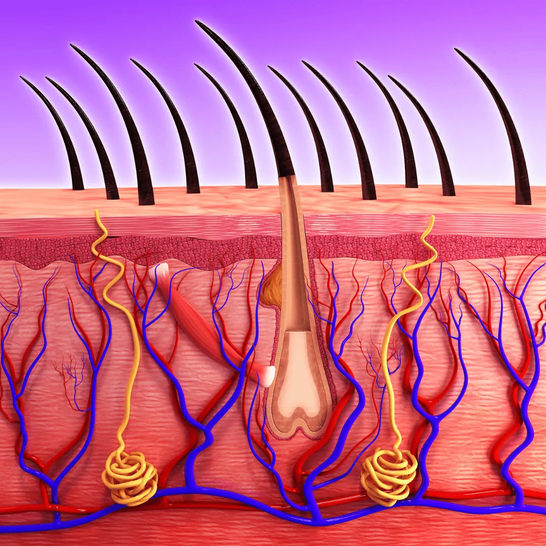 DHT Blocker libera as papilas capilares entupidas para retomar crescimento